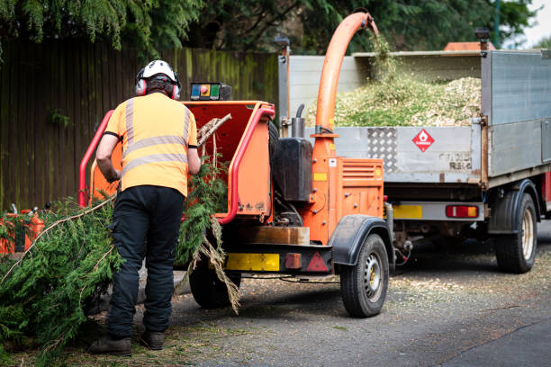 The Steps Involved in Our Tree Care Process in Alma, AR